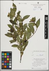 Foto von Salix mielichhoferi Saut.